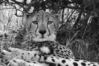 Cheetah 28