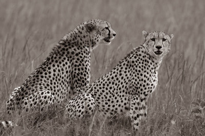 Cheetahs brothers 29