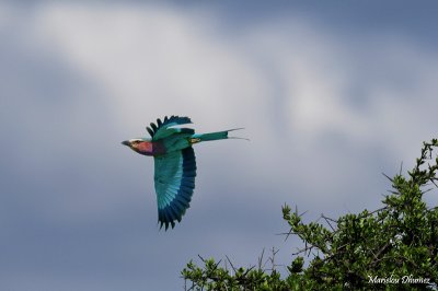 Action  04 - Lilac-breasted roller
