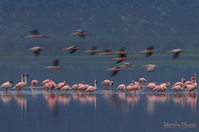 Flamingos -Lake Nakuru