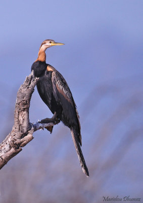 Anhinga d'Afrique - Anhinga rufa - African Darter