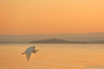 Great Egret Flying early in the morning