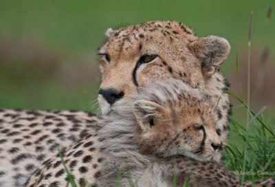 cheetah mom and her baby