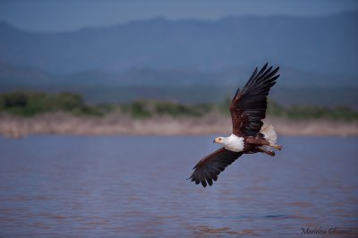 Action 26 -Fish-eagle