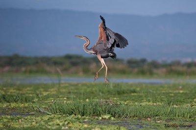 Action 28- Heron Goliath Taking an odd flight !