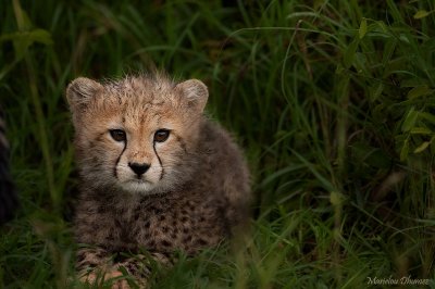 Baby Cheetah