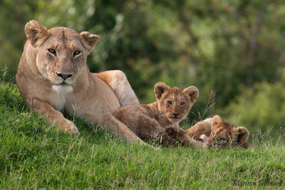 Lioness with two of her babies