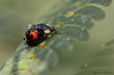 Coccinelle  - Ladybug