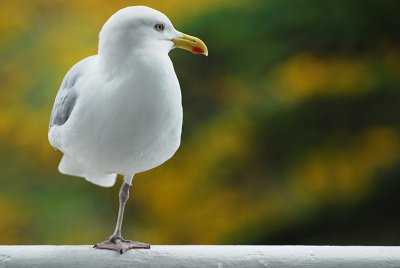 Goland -Seagull