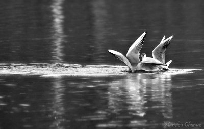 Ballet aquatique