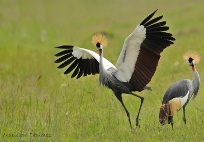 Grues couronnes - Crowned Cranes