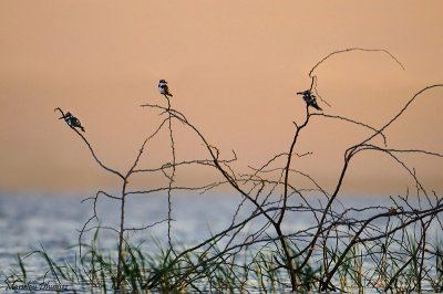 Alcyon-pies - Pied-Kingfishers