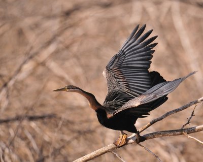 Anhinga d'Afrique - Anhinga rufa - African Darter