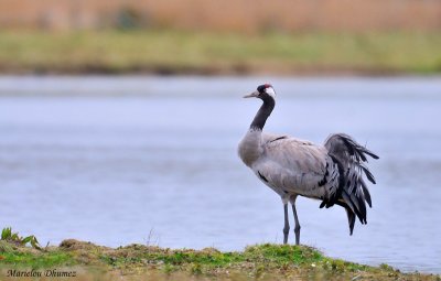 Common Crane -  Grue cendre adulte en plumage d' t