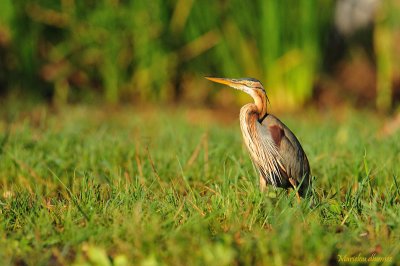 Heron from Baringo Lake