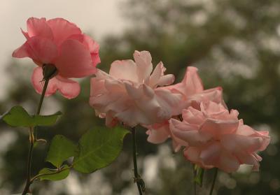 Roses de Bagatelle 05