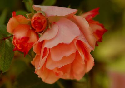 Roses de Bagatelle 06
