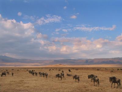Ngorongoro 15- Tanzania