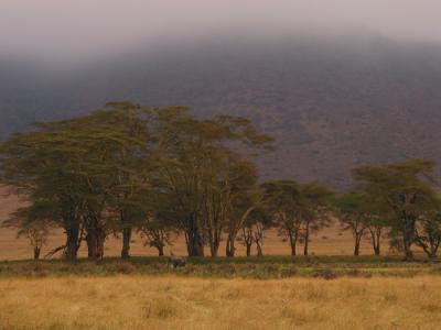 Ngorongoro 22- Tanzania