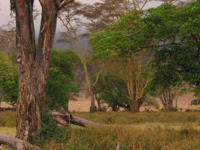Ngorongoro 24- Tanzania