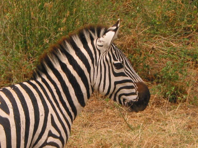 Ngorongoro 25- Tanzania