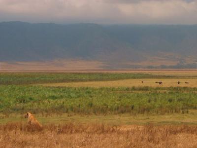 Ngorongoro 28- Tanzania