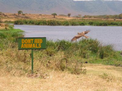 Ngorongoro 31- Tanzania