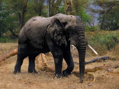 Ngorongoro 33- Tanzania