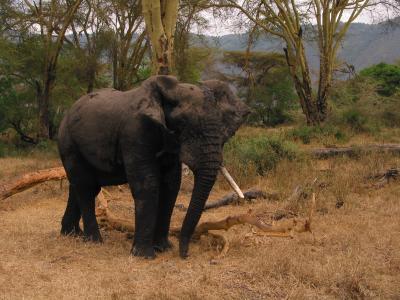 Ngorongoro 34- Tanzania