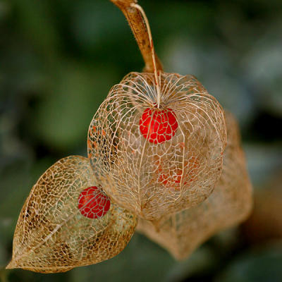 Winter Physalis