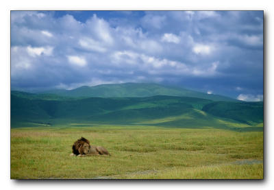 Ngorongoro Lion