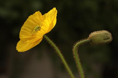 coquelicot jaune