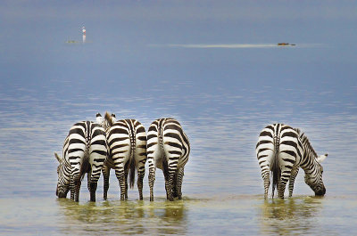 Zebras in a row