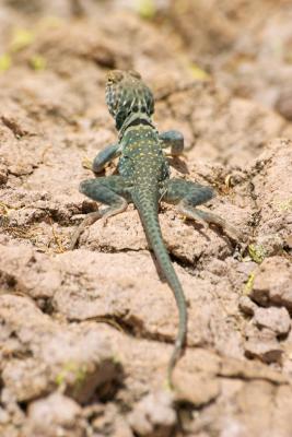 CRW_4883.jpg