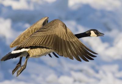 Canada Geese  3.jpg