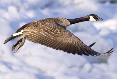 Canada Geese  (1).jpg