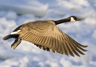 Canada Geese  (2).jpg