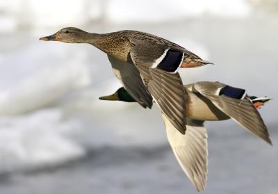 Ducks on ice (3).jpg