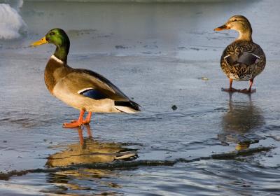 Ducks- on- ice.jpg