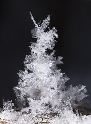 Ice Tree.jpg
