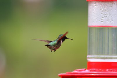 IMG_4887.JPG