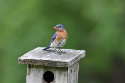 IMG_5203.JPG