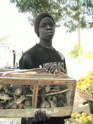 195 Man selling birds near fruit and veg stand.jpg