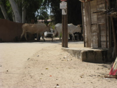 530 Cows on the move.jpg