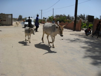 531 Calf and mama.jpg