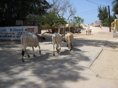 531 Cows on a journey.jpg