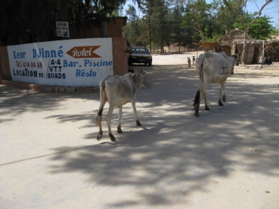 533 Cows on the go.jpg