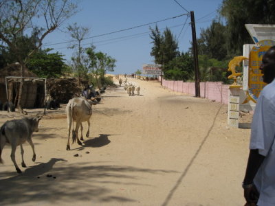 534 Abese and cows.jpg