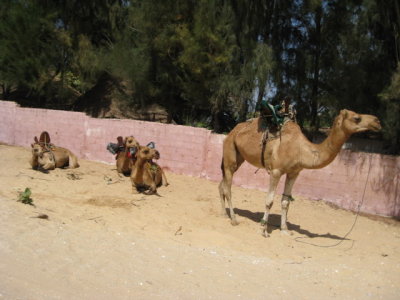 536 Four hot camels.jpg