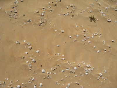 545 Soft sand with seashells.jpg